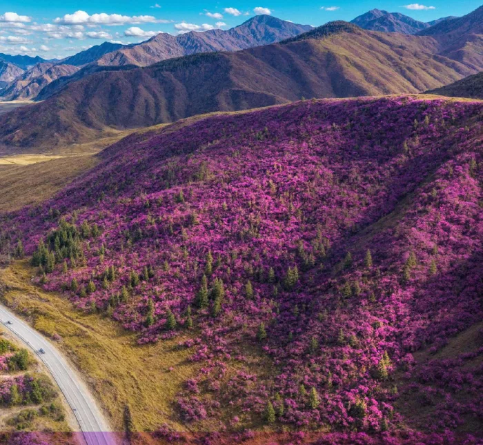 Цветение маральника в горах Алтая